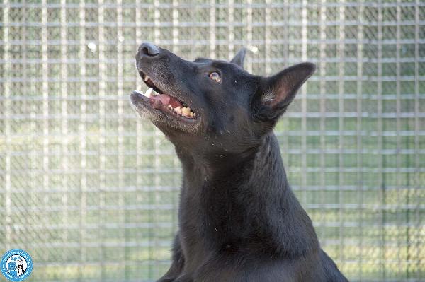 Pako: energia, carattere e tanta voglia di ricominciare Foto 2